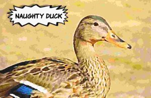 What Do You Call a Duck That Steals?